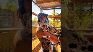 The leopard who loved humans animals love shoshould uld [upl. by Gentilis]