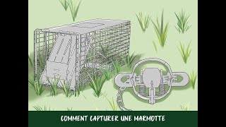 Comment capturer une marmotte [upl. by Ebeohp329]