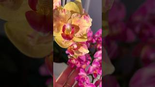 Beautiful orchids 💛🩷flowers orhid flowers [upl. by Sabba]