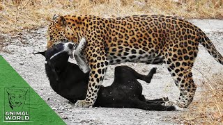 Leopard vs dog  7 brutal leopard attacks on dogs caught on camera  Animal World [upl. by Sansone]