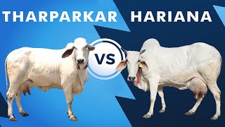 Tharparkar vs Hariana [upl. by Ssitruc]