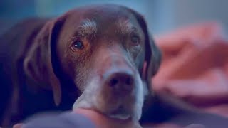 Super Bowl 2024 Ads That Will Make You Cry  Tearjerker Emotional Commercials [upl. by Dorreg878]