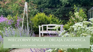 Wieczorny spacer po deszczu  irysy penstemon kosmaty i farbownik  zachwycająca orlaja  piwonie [upl. by Enaelem828]