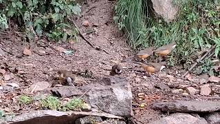 White Throated Laughingthrush  Kalij Pheasant  Chopta Bird Photography  Himalaya Birding Guide [upl. by Novehs]