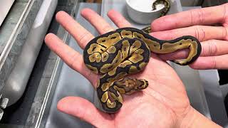 FIRST CLUTCH OF BALL PYTHONS FOR 2024 [upl. by Asyl]