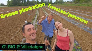 plantation et palissage des tomates plein champs et des poivrons [upl. by Hudgens]