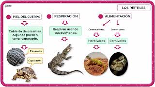 LOS REPTILES explora su mundo desde serpientes hasta cocodrilos  Educación primaria TERCERO [upl. by Aileduab]