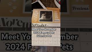 Precious the Cat Became a STAR in the 2024 Famous Pets Calendar catlover shorts [upl. by Reiche]