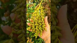 Small Dates Fruits palmfruit dates fruit ruthcagayanvlog [upl. by Opal]