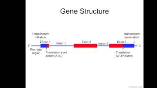 Gene Structure [upl. by Treulich637]