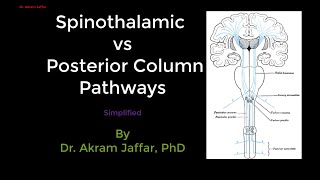 Spinothalamic and posterior column sensory pathways simplified [upl. by Aluino]