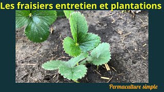 Les fraisiers  plantation entretien amp récolte au jardin potager quot🌱🍓permaculture potager [upl. by Serilda]