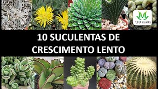 SUCULENTAS DE CRESCIMENTO LENTO [upl. by Enomar828]