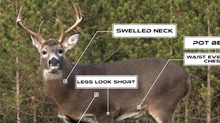 How to Age Deer in the Field plus 20Buck Aging Test [upl. by Benenson]