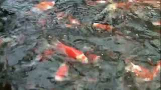 Koi Fish Feeding  Koi Food From Kloubec Koi Farm [upl. by Yeldnarb]