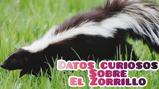 Datos curiosos sobre el Zorrillo o Mofeta [upl. by Pickar]