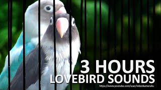 Lovebird Sounds 3 Hours  Dominant Pied Blue amp Mauve Personata [upl. by Appolonia]