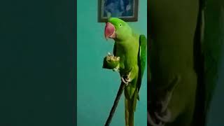 Mithu ko nind ayi 🤣😱👈funny parrot video parrotlover [upl. by Yddur]