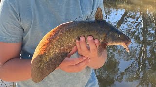 Beautiful Catfish Wimmera River Fishing [upl. by Leahcimnaj387]