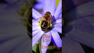 Love Bees Plant flowering plants to attract bees nature bee savebees flowers pollination [upl. by Ross]