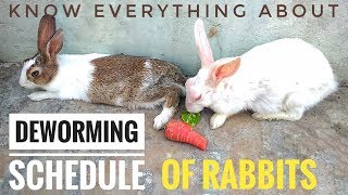 DEWORMING of RABBITS  Everything About Deworming Of Rabbits  How to Deworm Rabbits  Hindi [upl. by Orenid]