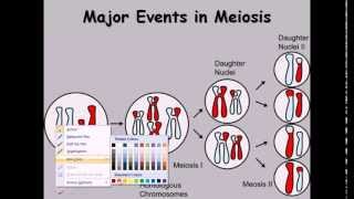 9 Meiosis cell division phases [upl. by Eicul540]