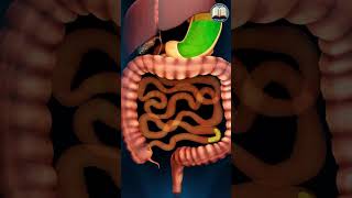 HOW HUMAN DIGESTIVE SYSTEM WORKS  Study Restart  shorts ytshortsindia digestivesystem [upl. by Nishom68]