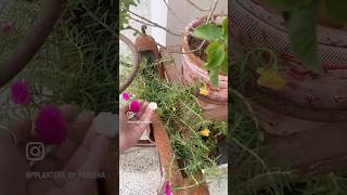 DIY waste to planter  pareena choudhary ytshorts  diy shorts ytshorts gardening gardentips [upl. by Shaffer]