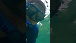 Snorkeling at Sharks Cove Hawaii snorkeling sharkscove hawaii oahu paradise underwater [upl. by Ykcin]