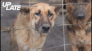 Disturbing dog photos prompt puppy mill shutdown [upl. by Nahgen]