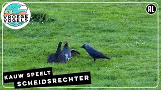 Kauw speelt scheidsrechter bij knokkende waterhoenen  Zelf Geschoten  Vroege Vogels [upl. by Saidnac]