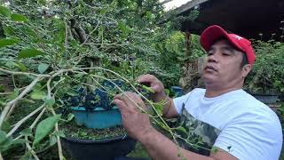 PAANO AKO NAGPAPALAKI NG SANGA PARA MAS MAS LALONG MABILIS MAGPALAKI NG SANGA bonsai bonsaiideas [upl. by Luhe]