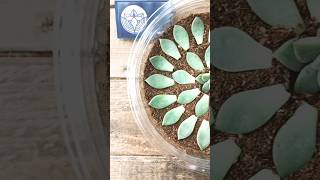 Propagate succulent from leaves plastic cups craft ideasplants succulent gardening [upl. by Rednaskela]