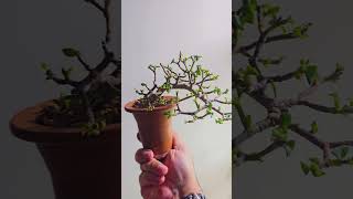 Portulacaria afra defoliation bonsai bonsaiwork bonsaitree minibonsai plants garden Dwarfjade [upl. by Husein]