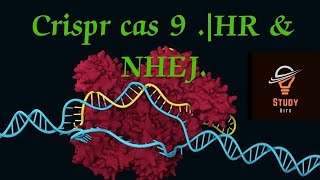 Crispr cas 9  HR amp NHEJ [upl. by Swartz]