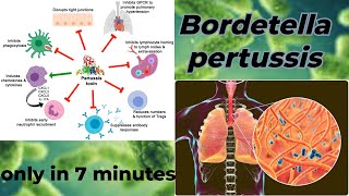 Bordetella microbiology lecture  Bordetella pertussis Easy Microbiology [upl. by Uok]