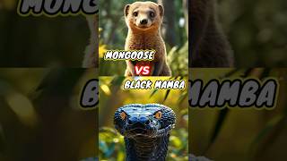 Mongoose Vs Black Mamba [upl. by Manouch]