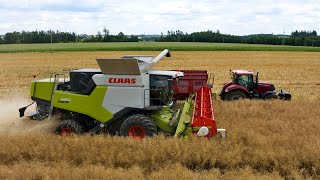 Žně 2024 Claas Trion 660 Fendt 8410p [upl. by Jarret]