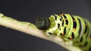 Caterpillar of Common Yellow Swallowtail Dropping a Poop キアゲハ終齢幼虫の排便 [upl. by Nailuj]