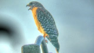 Red Shouldered Hawk Calling [upl. by Nnayr]