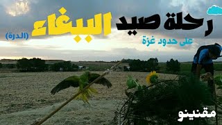 رحلة صيد طائر الببغاء الدرةتكللت بالنجاح فيديو رائع😍😍 [upl. by Tj10]