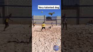 Very smart and talented dog shorts trending viralshorts fypシ゚viral highlights [upl. by Fay]