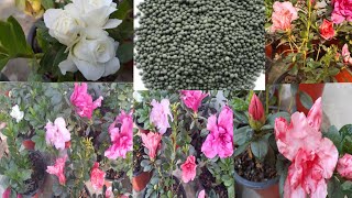 All about Azelia plant care Azalea grow  Care Fertilizersoil mixAzalea ko सम्पूर्ण जानकारी ।। [upl. by Also]