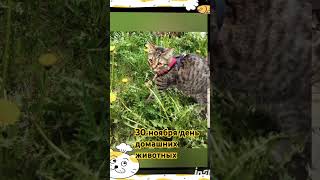 cat котик 😺😺😺😺😺🐈🐈🐈🐈🐈🥰🥰🥰🥰🥰 [upl. by Dagley]