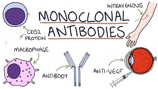 How do monoclonal antibodies work Rituximab infliximab adalimumab and others [upl. by Leona]