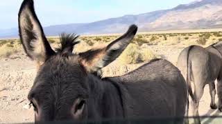 The burros of Panamint Valley [upl. by Aielam621]