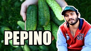 Benefícios do Pepino Cucumis sativus  Hoje no Mato [upl. by Pate]