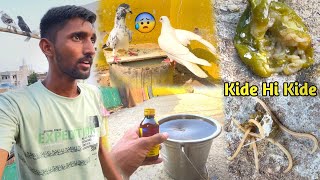 🕊️कबूतर के पेट के सारे किडे निकल गए😍 Pigeon Deworming [upl. by Odranoel]