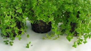 Micranthemum umbrosum  Carpet Aquarium Plant [upl. by Euqinmod725]