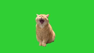 Cat Yawning Meme  Green Screen HD [upl. by Sivraj]